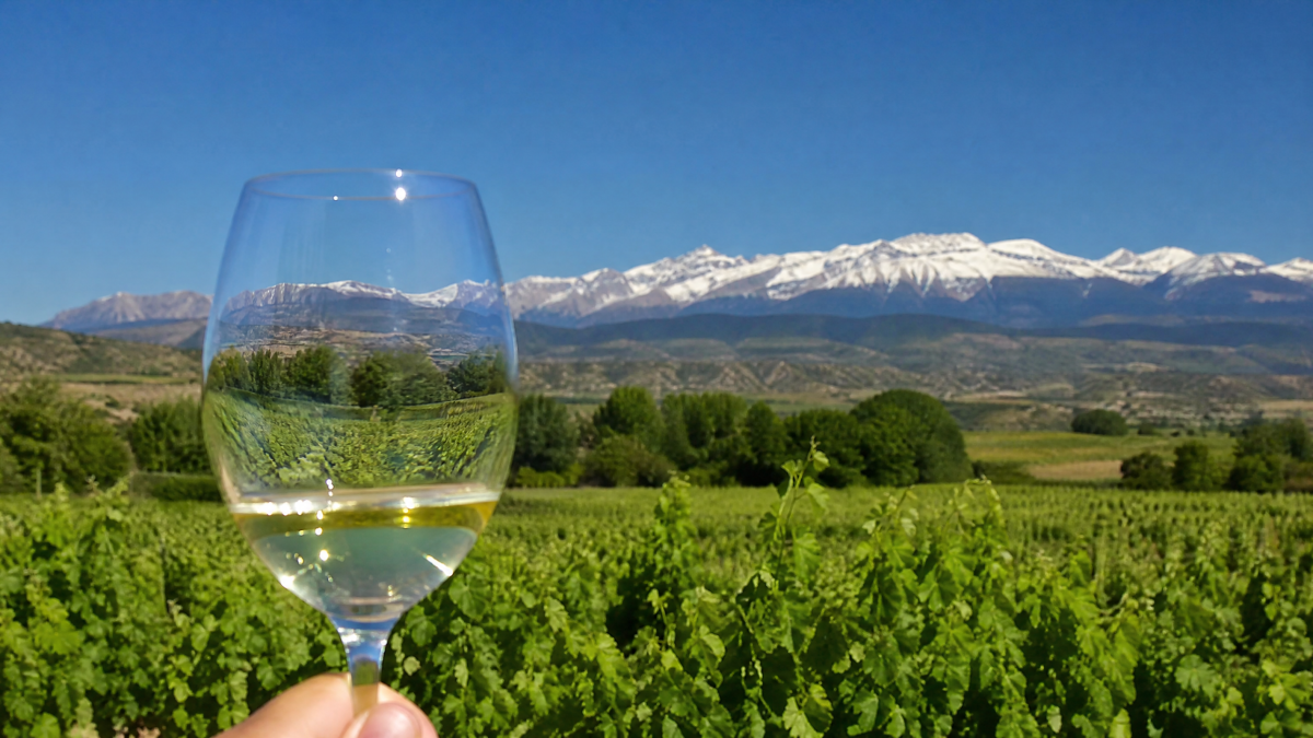 Viñedos Somontano Pirineo copa vino blanco — Restaurante Casa Agustín