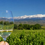 Viñedos Somontano Pirineo copa vino blanco — Restaurante Casa Agustín